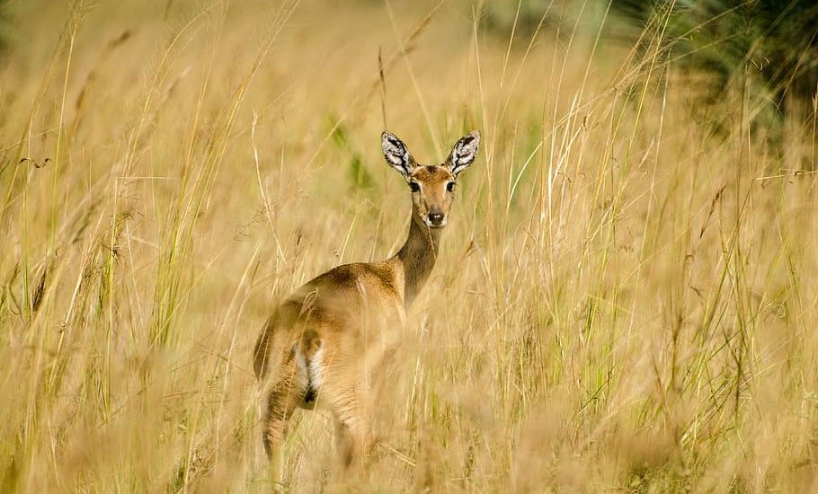 Deer in Chitwan National Park
