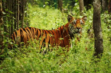 Best Places for Jungle Safari in Nepal